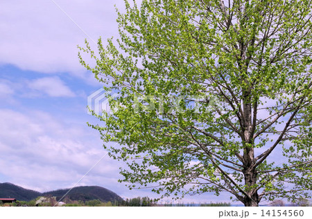 新緑の白樺 14154560