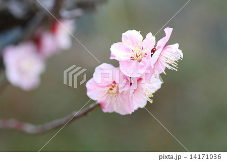 梅の花 梅の花 14171036