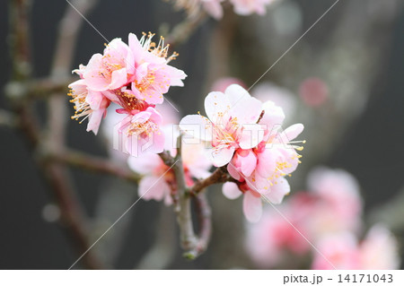 梅の花 14171043