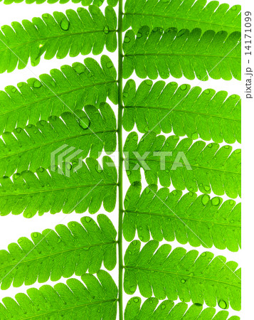 Green Leave of Fern 14171099