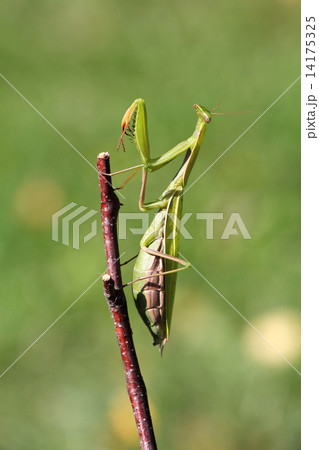 Mantis 14175325