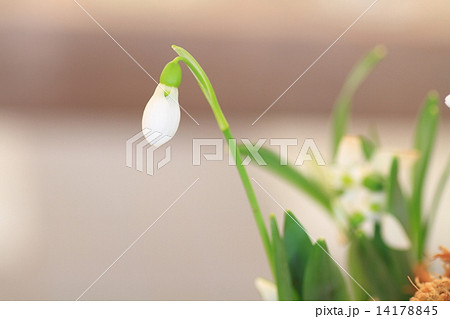 スノードロップの花 14178845