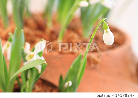 スノードロップの花 14178847