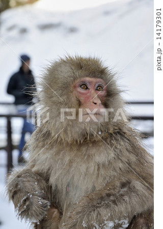 地獄谷野猿公苑のお猿 地獄谷野猿公苑のお猿 14179301