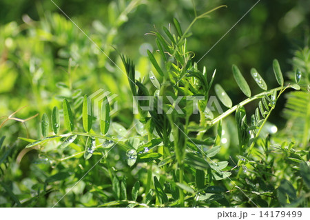 カラスノエンドウ 14179499