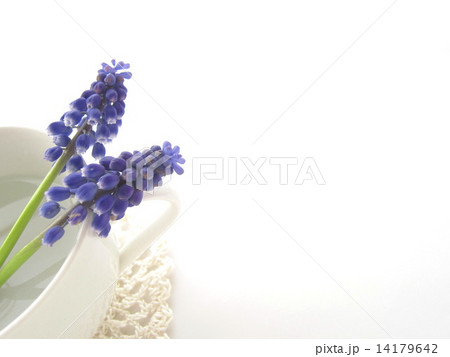 ムスカリの花 14179642