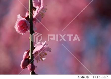 花ひらく 花ひらく 14179907