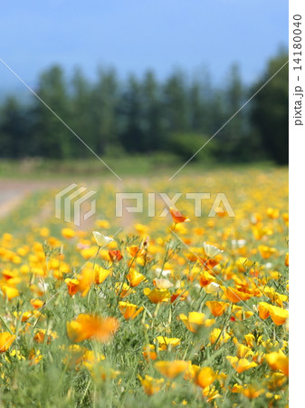 ハナビシソウ 14180040