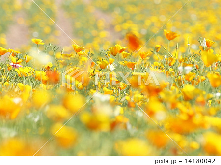 ハナビシソウ ハナビシソウ 14180042