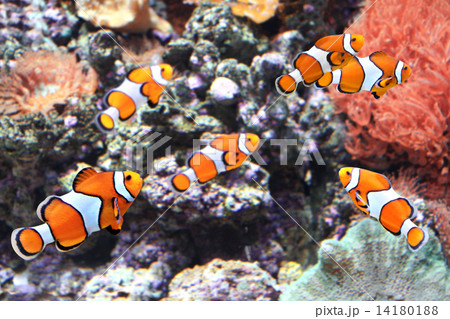 Sea anemone and clown fish Sea anemone and clown fish 14180188