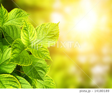 Summer green leaves 14180189