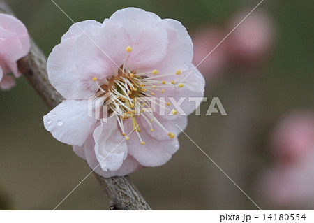 郷土の森の極淡いピンク色の梅の花に雨のしずく 14180554