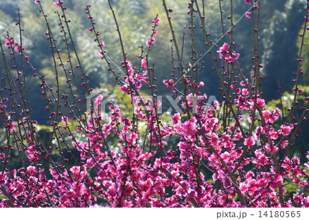 紅梅1(ヨコ) 紅梅1(ヨコ) 14180565