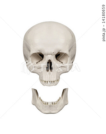 human scull isolated human scull isolated 14180659