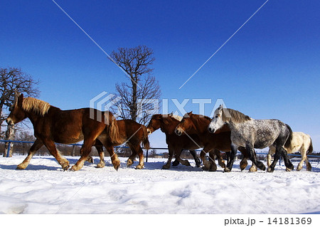 雪原を駆ける 14181369