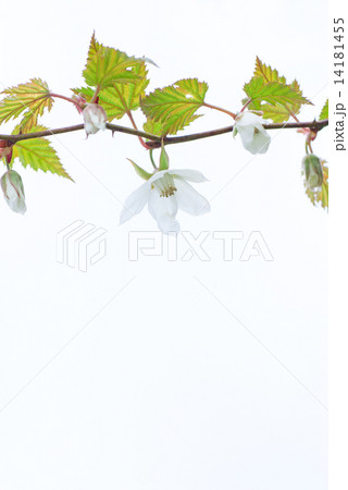 木苺の花と葉のコピースペース 14181455