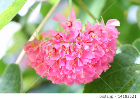ドンベアワリチーの花 ドンベアワリチーの花 14182521