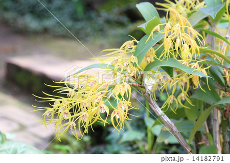 シンビジュウムの花 14182791