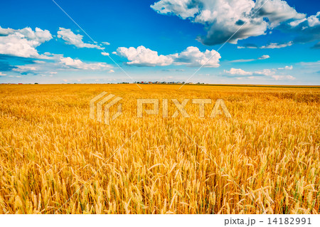 wheat field, fresh crop of wheat 14182991