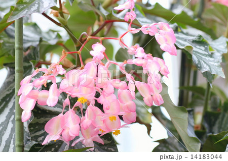 木立ベゴニア シルバーミストの花の写真素材