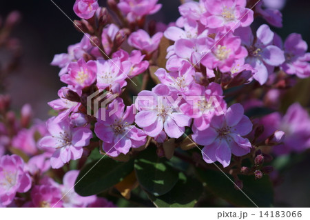 車輪梅　シャリンバイと申します。 14183066