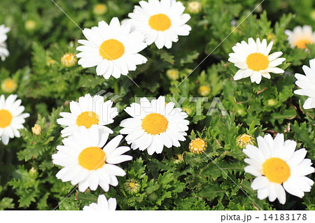 ヒナギクの花 14183178