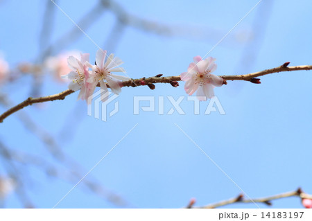 10月桜の花 14183197