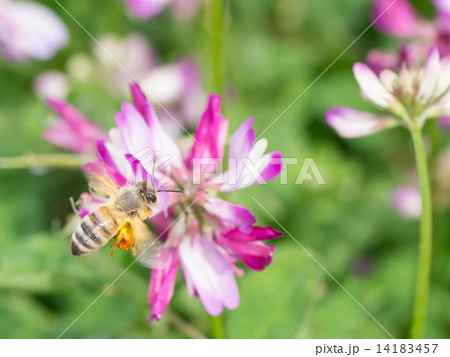 レンゲと蜜蜂 14183457