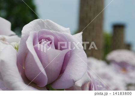 薔薇 薔薇 14183800