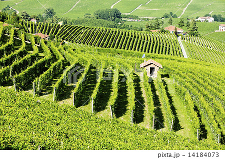 vineyars near Barolo, Piedmont, Italy vineyars near Barolo, Piedmont, Italy 14184073
