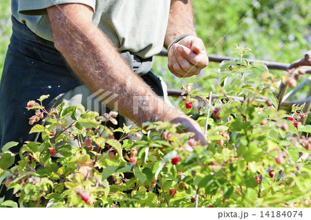 harvest of raspberries 14184074