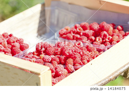 raspberries 14184075
