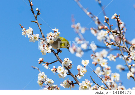 梅の花とメジロの写真素材