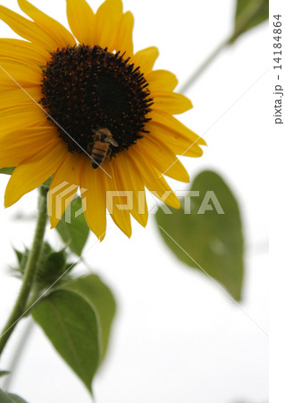 ひまわりとミツバチ 14184864
