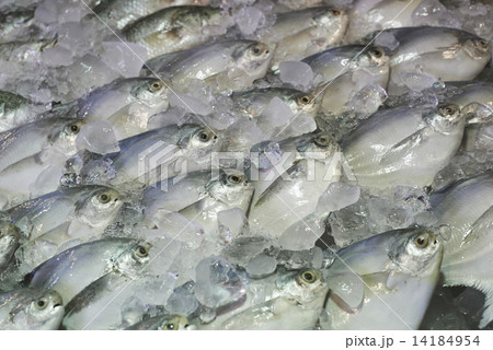 Pomfret fishes cover with ice Pomfret fishes cover with ice 14184954