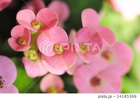 ハナキリン 14185369