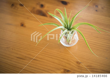 エアープランツ 14185466