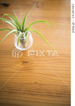 エアープランツ 14185467