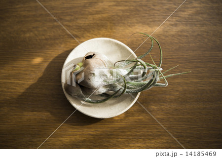 エアープランツ 14185469