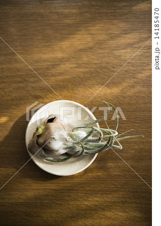 エアープランツ 14185470