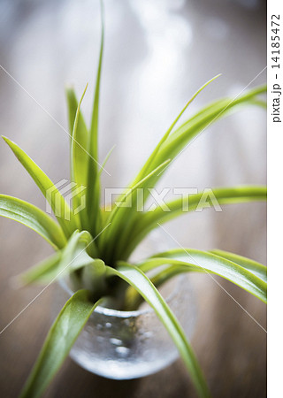 エアープランツ 14185472