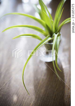 エアープランツ 14185475