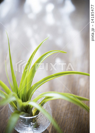 エアープランツ エアープランツ 14185477