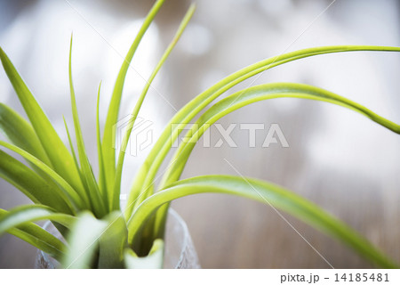 エアープランツ エアープランツ 14185481