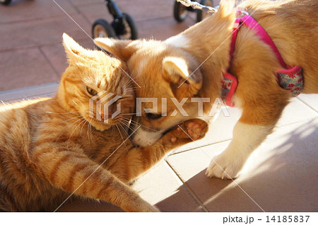 犬と猫　 14185837