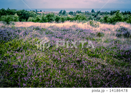 Purple heather 14186478