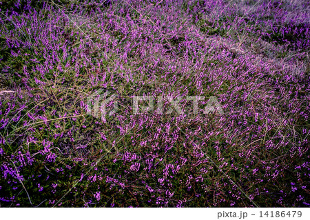Purple heather 14186479