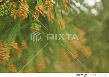 花粉症のアレルゲン 風に飛び散る杉花粉 横位置の写真素材