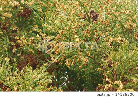 花粉症のアレルゲン・飛散のための風を待つ杉の雄花・横位置 花粉症のアレルゲン・飛散のための風を待つ杉の雄花・横位置 14186506
