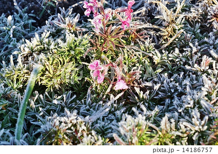 冬の背景素材 朝霜に縁どられるシバザクラの花と葉 横位置の写真素材